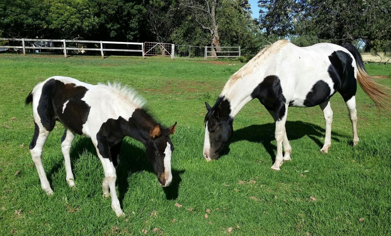 Blair Athol Homestead Inverell Kültér fotó