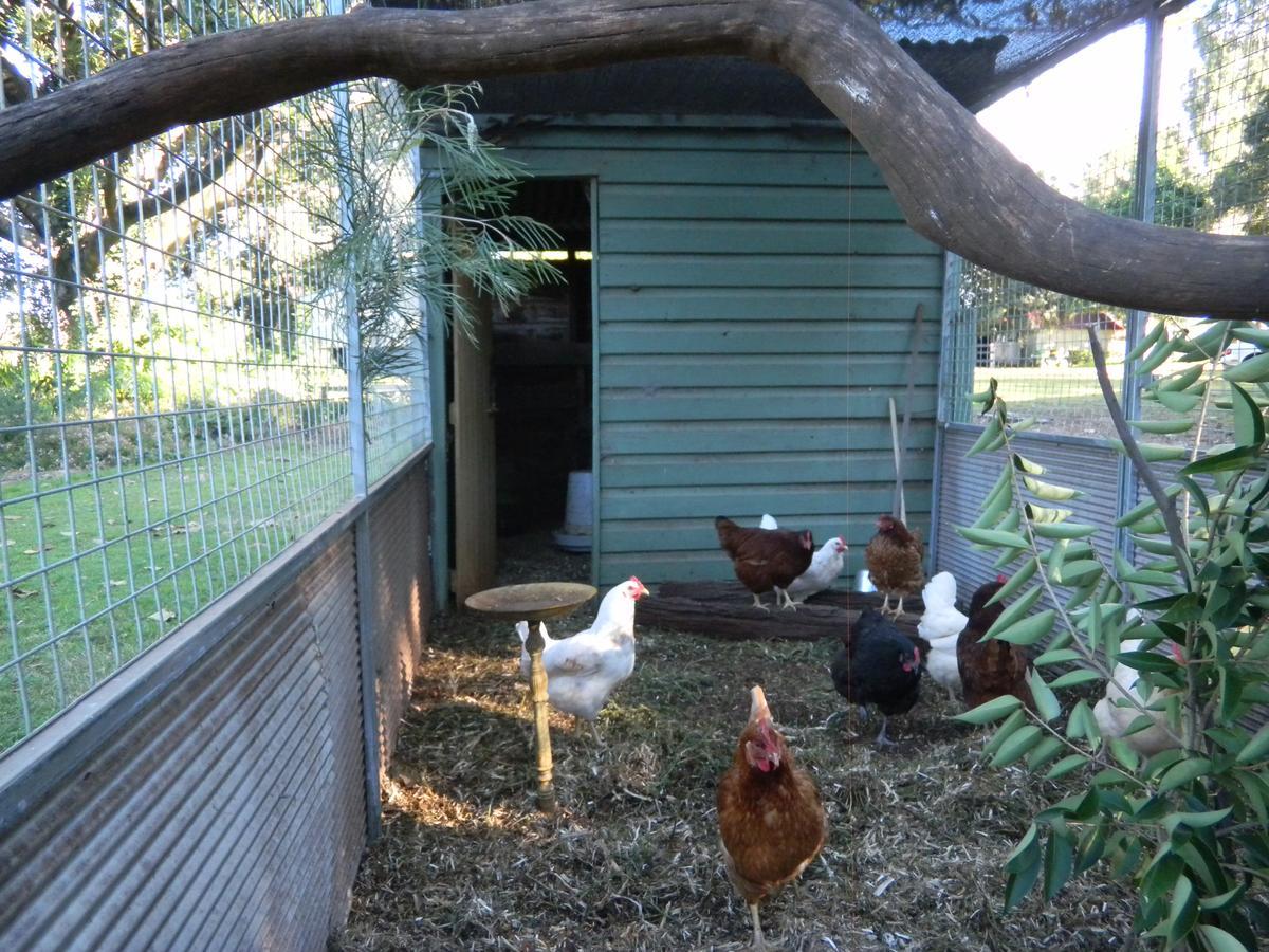 Blair Athol Homestead Inverell Kültér fotó