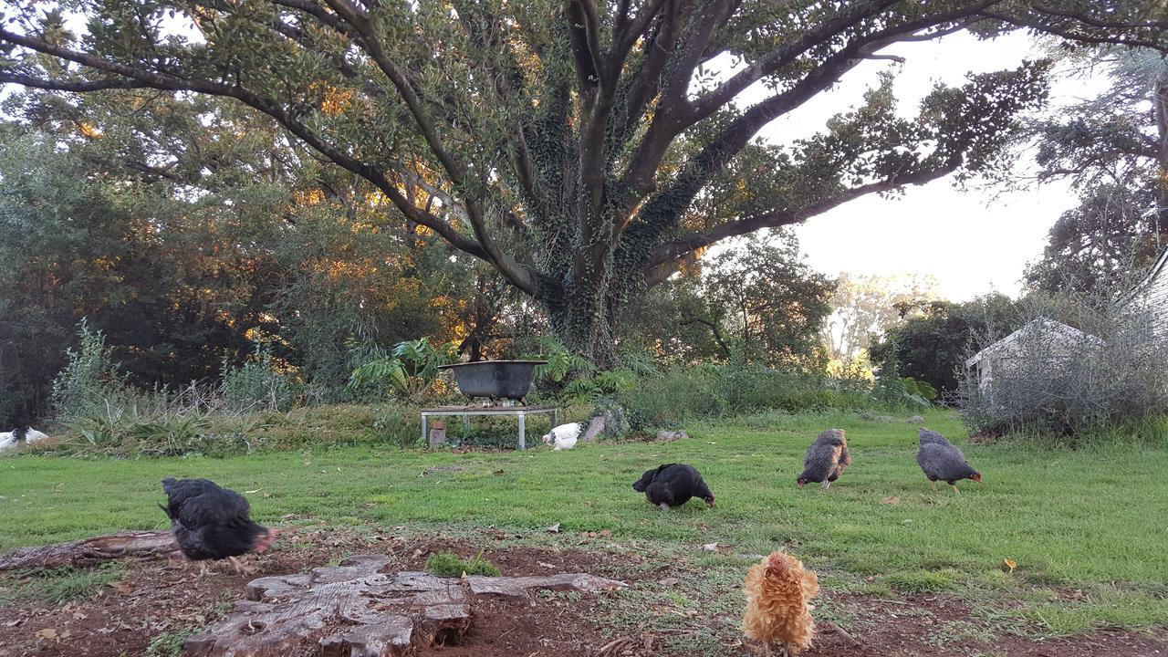 Blair Athol Homestead Inverell Kültér fotó